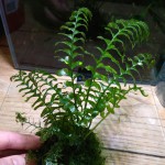 青木蕨-缩略图-1