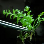 青木蕨-缩略图-2