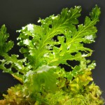 青木蕨-缩略图-3