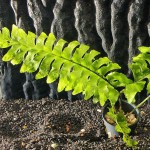 青木蕨-缩略图-4