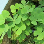 田字草-缩略图-1