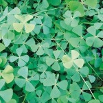 田字草-缩略图-2