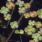 田字草-缩略图-3