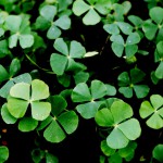 田字草-缩略图-4