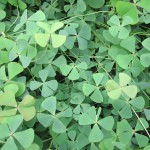 田字草-缩略图-5