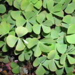 田字草-缩略图-6