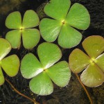 田字草-缩略图-7