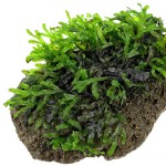 厚边蕨-缩略图-1