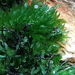 厚边蕨-缩略图-2