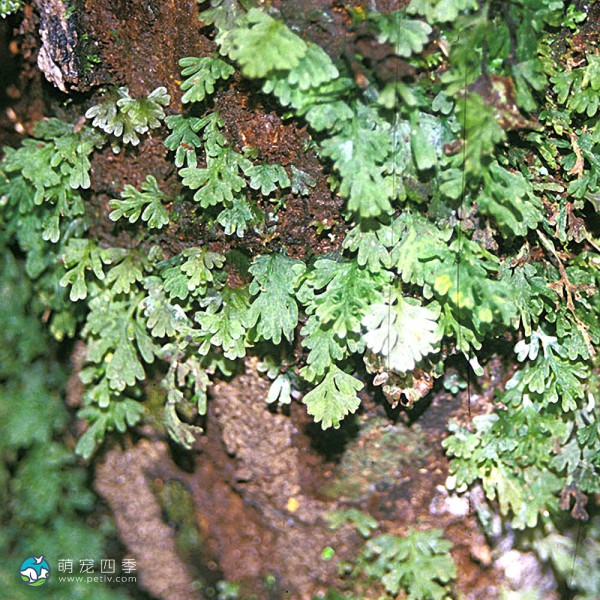 厚边蕨-3