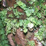 厚边蕨-缩略图-3