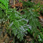 厚边蕨-缩略图-4