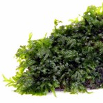 厚边蕨-缩略图-5