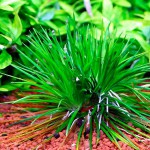 小谷精草-缩略图-1