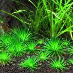 小谷精草-缩略图-2