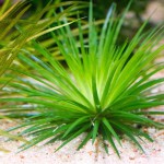 小谷精草-缩略图-3