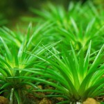 小谷精草-缩略图-4