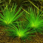 小谷精草-缩略图-5