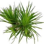 小谷精草-缩略图-7