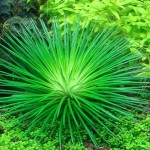 小谷精草-缩略图-8