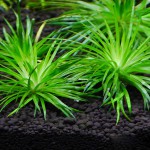 小谷精草-缩略图-9