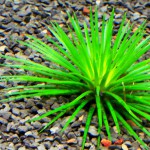 小谷精草-缩略图-10