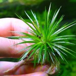 小谷精草-缩略图-12