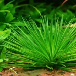 小谷精草-缩略图-13