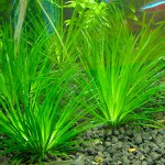 小谷精草-缩略图-14