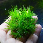 小谷精草-缩略图-15