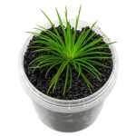 茨城谷精草-缩略图-1