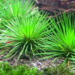 茨城谷精草-缩略图-2