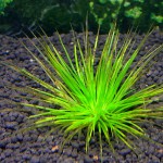 茨城谷精草-缩略图-3