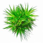 茨城谷精草-缩略图-4