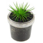 茨城谷精草-缩略图-5