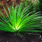 滋贺县谷精草-缩略图-1