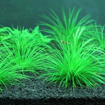 滋贺县谷精草-缩略图-2