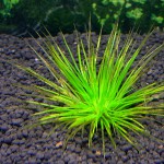 滋贺县谷精草-缩略图-3