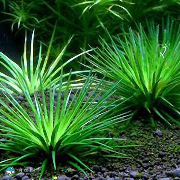 滋贺县谷精草-4