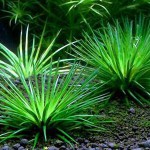 滋贺县谷精草-缩略图-4