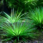 滋贺县谷精草-缩略图-5