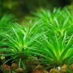 白玉谷精草-缩略图-1