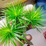 白玉谷精草-缩略图-2