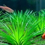 白玉谷精草-缩略图-3