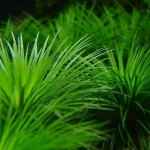 白玉谷精草-缩略图-4