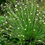 非洲谷精草-缩略图-1