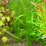 非洲谷精草-缩略图-2