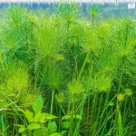 非洲谷精草-缩略图-3