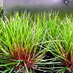 吐血谷精草-缩略图-1