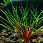 吐血谷精草-缩略图-2